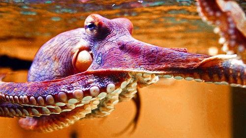 Natural World Season 39 Episode 3 - The Octopus in My House