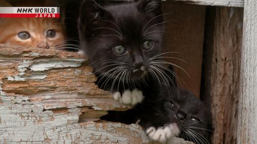 Background image for Hakodate: A Hilly Port Town