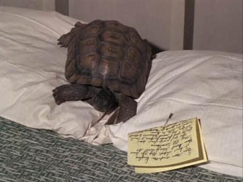 Green Acres Season 3 Episode 8 - Eb Elopes