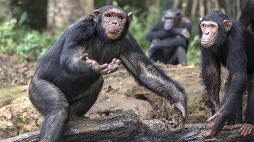 Rescued Chimpanzees of the Congo with Jane Goodall Season 1 Episode 4 - The Big Move