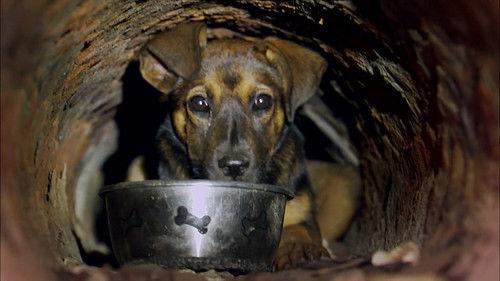 Pit Bulls and Parolees Season 5 Episode 6 - Flood Watch