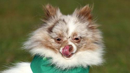 Crufts Season 15 Episode 7 - 2025 Day 3 - Part 1