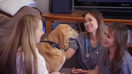 Bondi Vet: Coast to Coast Season 1 Episode 4 - Doggy Blood Bank