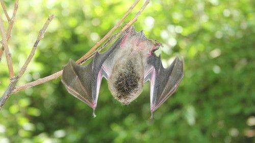 Louis and the Urban Jungle Season 3 Episode 11 - Episode 11