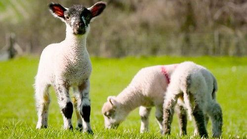 Countryfile Season 36 Episode 18 - Lambing Special