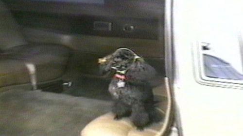 Funniest Pets & People Season 4 Episode 7 - Things You Don't See Everyday