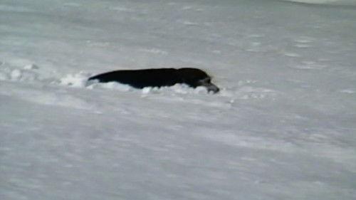 Funniest Pets & People Season 2 Episode 7 - Smooth Moves