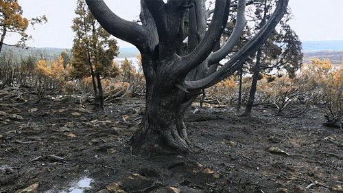 Catalyst Season 17 Episode 10 - Lavender and the Honey Bee, Tassie Fires