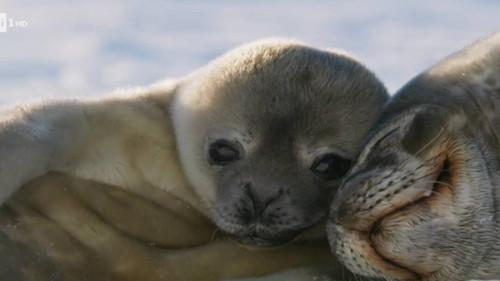 Superquark Season 27 Episode 1 - Viruses, the energy transition, new drugs