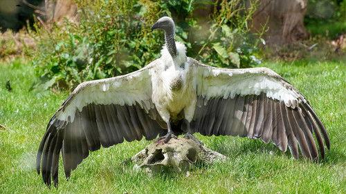 Animal Park Season 23 Episode 7 - Summer 2024: Episode 7