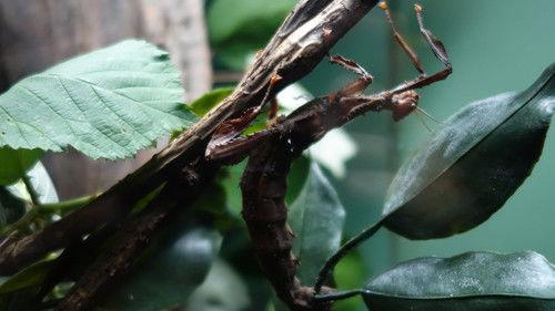 The Zoo Season 4 Episode 4 - Beloved Bugs