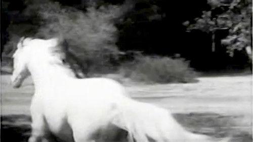 Further Adventures of Spin and Marty Season 1 Episode 6 - The Wild Stallion