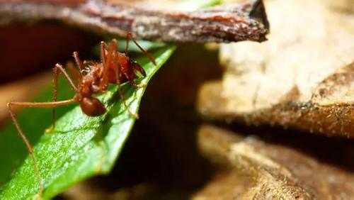 Animal Construction Season 1 Episode 2 - Episode 2