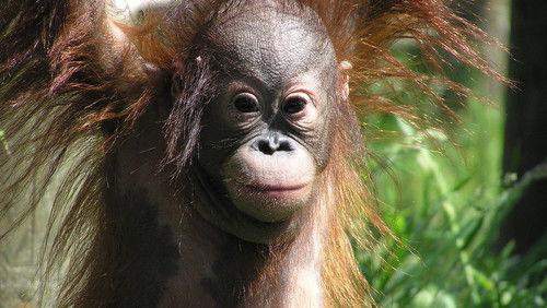 Monkey Life Season 4 Episode 9 - Episode 9