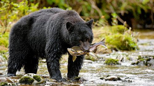 Deadly Instincts Season 1 Episode 3 - Primal Urges