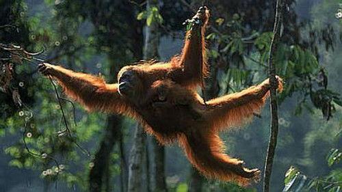 Natural World Season 17 Episode 5 - Orangutans: the High Society