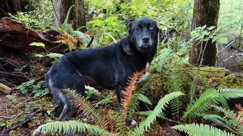 The Legend of Mick Dodge Season 1 Episode 6 - Gabu is Gone