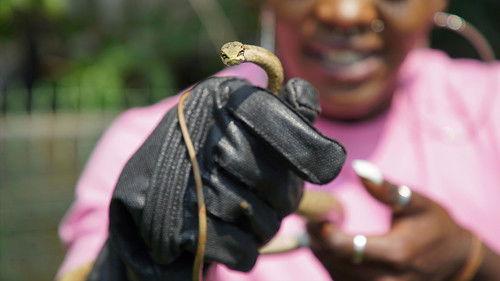 Snake City Season 8 Episode 1 - Snake on a Roof