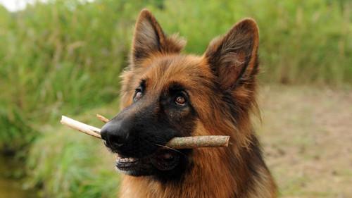 Komisarz Alex Season 2 Episode 1 - Episode 1