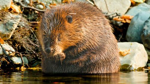 Our Changing Planet Season 2 Episode 1 - Episode 1