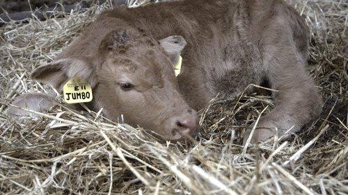 This Farming Life Season 1 Episode 5 - Episode 5