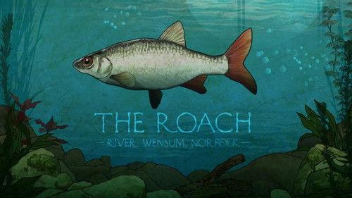 Background image for Roach on the Wensum