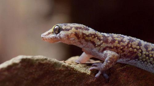 Africa's Wild Horizons Season 1 Episode 5 - The Kalahari