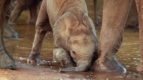 Nature Season 40 Episode 3 - The Elephant and the Termite