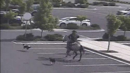 Crimes Gone Viral Season 2 Episode 10 - Catch That Crook