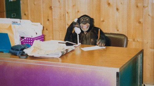 undefined Season 1 Episode 2 - Gone Ape