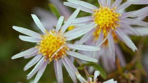 The Age Of Nature Season 1 Episode 1 - Awakening