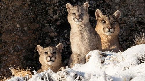 The Americas Season 1 Episode 10 - Patagonia