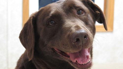 The Incredible Dr. Pol Season 11 Episode 8 - K-9 to 5