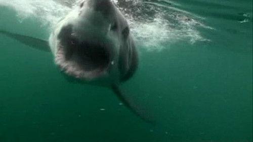 MythBusters Season 5 Episode 21 - Special Supersized Myths