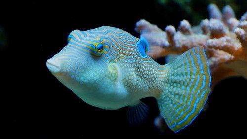 Reef School Season 1 Episode 17 - Rainbow Reef