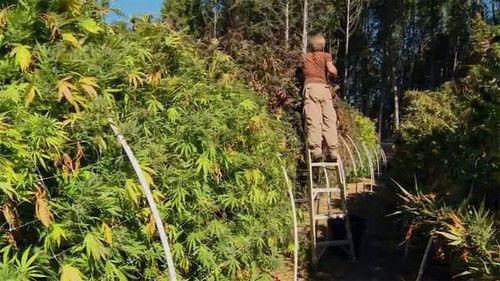 Frontline Season 29 Episode 17 - The Pot Republic / Doctor Hotspot / The Atomic Artists