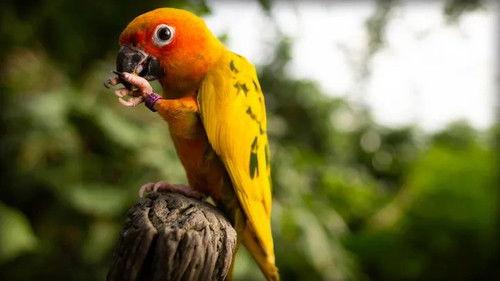 Jonahs dyreverden Season 2 Episode 1 - Episode 1