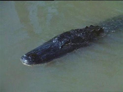 Flipper Season 3 Episode 13 - Alligator Duel