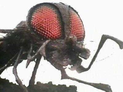 undefined Season 10 Episode 26 - The Green Death (6)