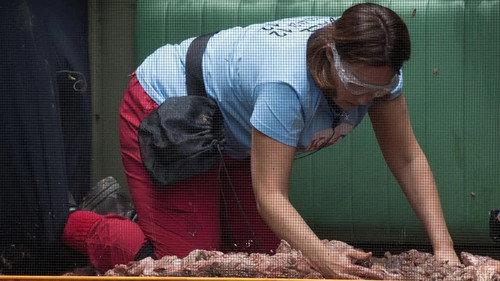 I'm a Celebrity...Get Me Out of Here! Season 17 Episode 5 - The Battle For 10 Downing Creek