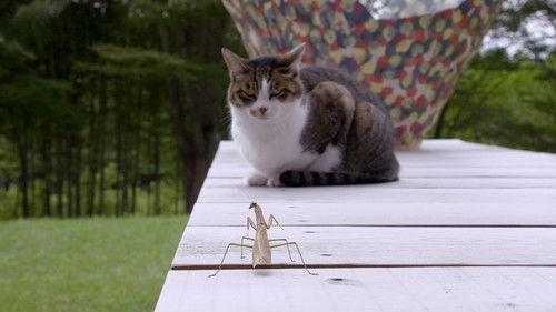 A Cat's-Eye View of Japan Season 2 Episode 11 - Miyagi: Guardian Kitties