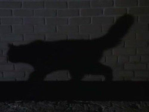 undefined Season 3 Episode 22 - Birds of Paradise