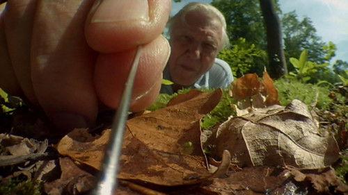 Nature Season 31 Episode 5 - Attenborough's Life Stories: Life on Camera