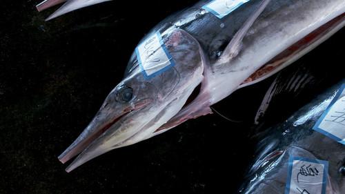 Trails to Oishii Tokyo Season 2 Episode 7 - MARLIN