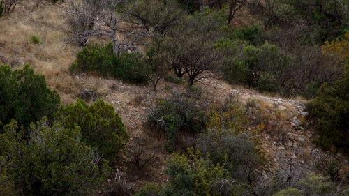 Apex Predator Season 1 Episode 5 - The Eyes Have It: Golden Eagle