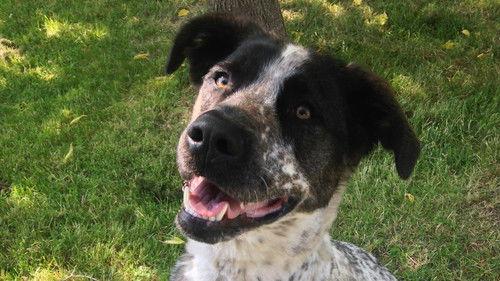 Couple with Dog Season 1 Episode 1 - Episode 1