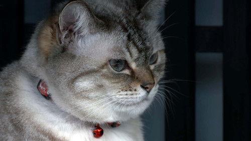 A Cat's-Eye View of Japan Season 4 Episode 4 - Gifu: A Castle and a Post Town