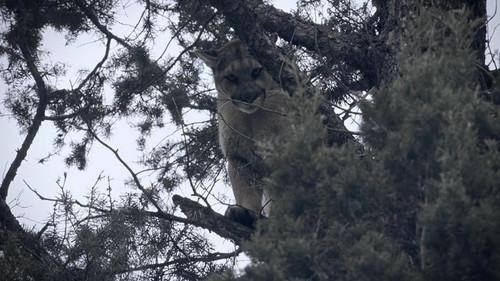 Mountain Men Season 9 Episode 8 - Sink or Swim