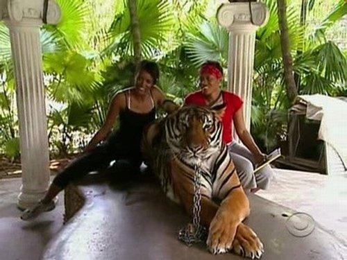 The Amazing Race Season 14 Episode 7 - Gorilla? Gorilla? Gorilla?