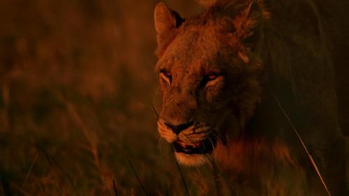 Background image for Line of Fire